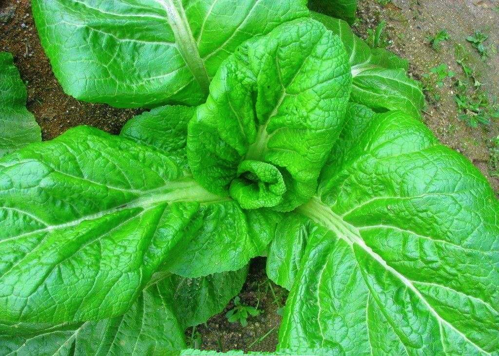 家庭小菜園:大白菜的品種以及栽培技術