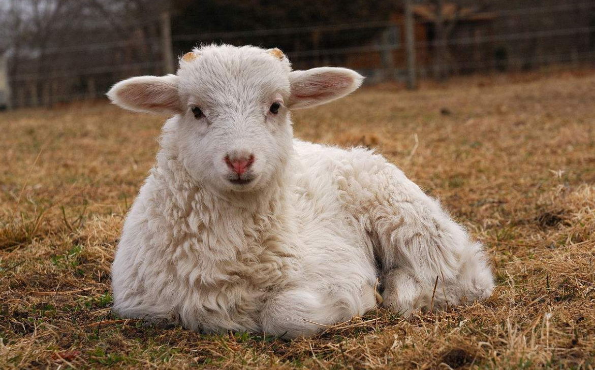 卖一头羊可以赚多少钱 - 2020年最新商品信息聚合专区 - 百度爱采购