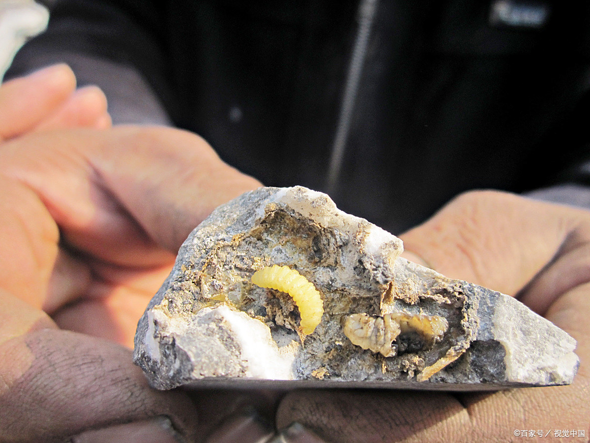 二十年前的骗局挑牙虫