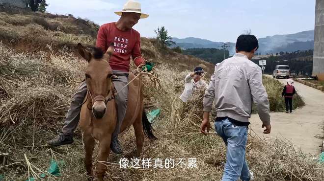 [图]农村小伙骑着骡子打菜籽，一小时打了300斤，这土办法真管用