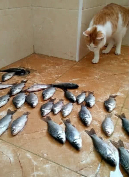 猫咪醒来发现地上全是鱼,这一举动太搞笑:喵,一夜暴富