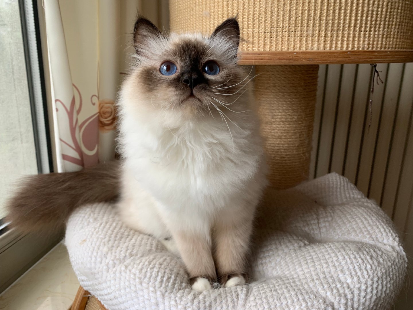 猫中贵族伯曼猫,估计很少人知道