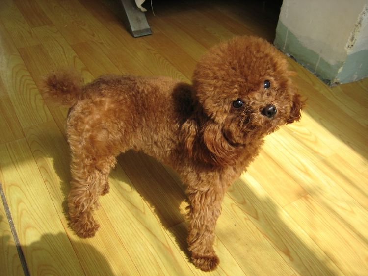 泰迪意外怀孕让主人心急,以为是土狗的杰作,生出来后主人乐了