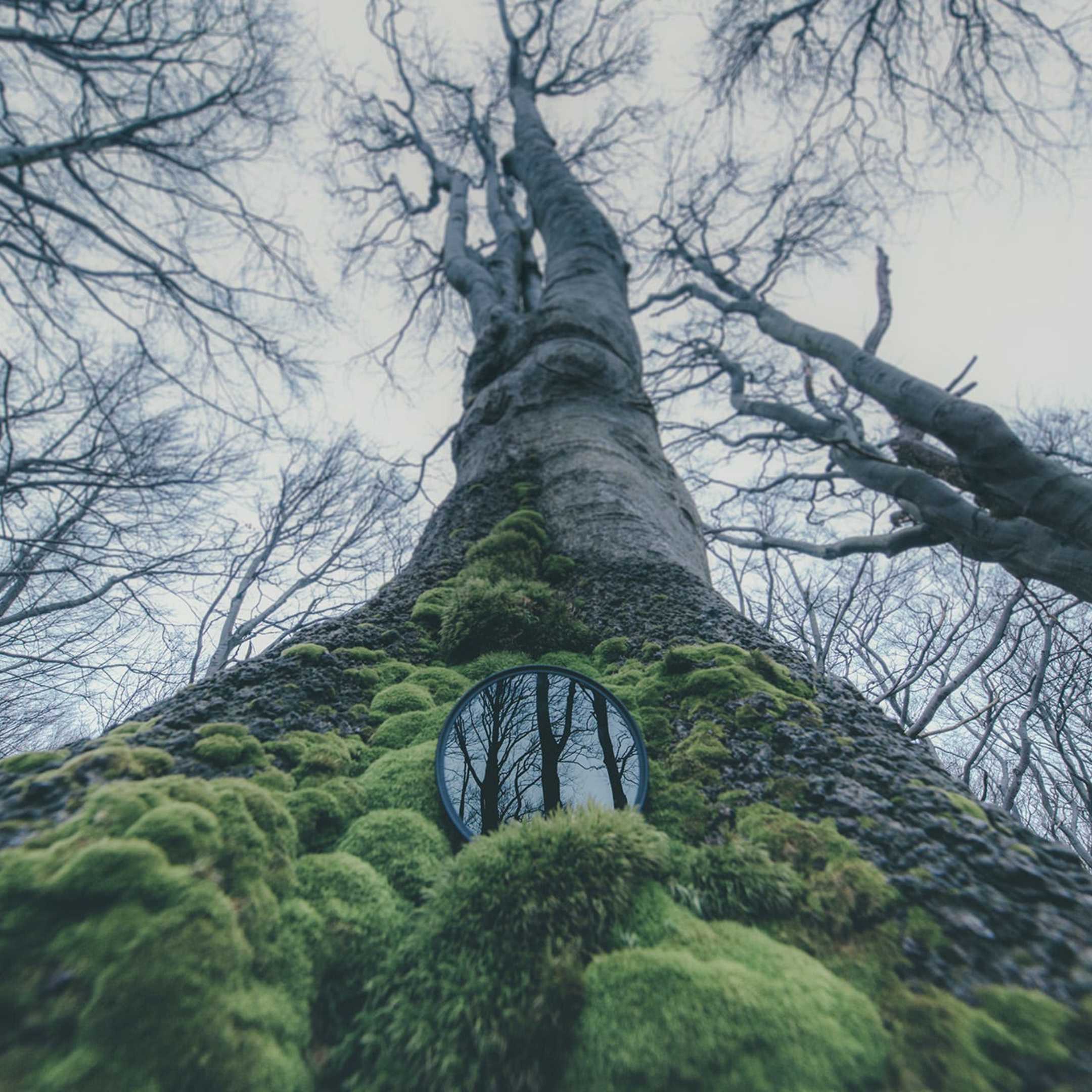 精美图片:秘密森林