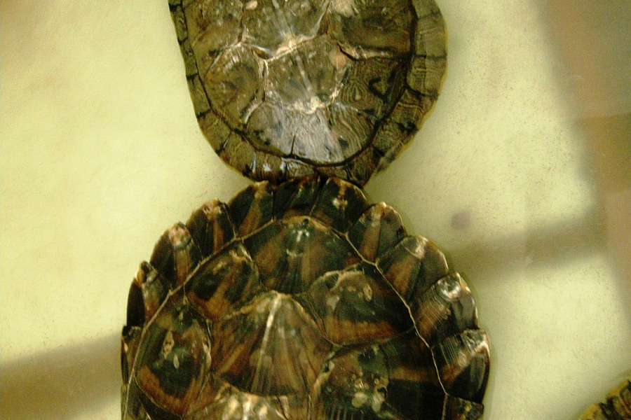 在当地文化中,巴西龟被视为神圣的生物并与传说和神话紧密相连.