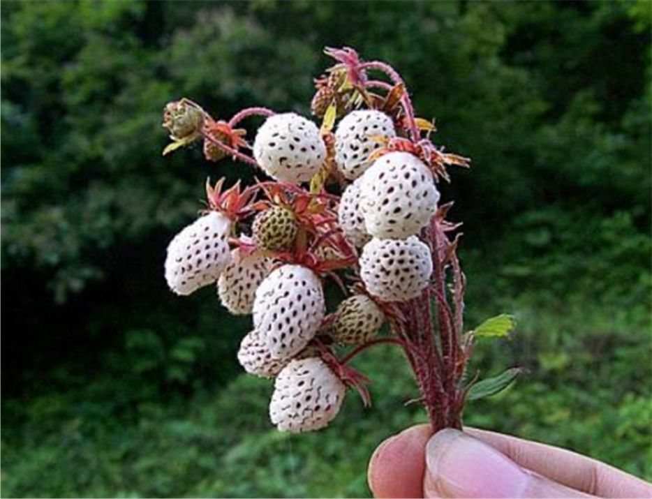 它被称为"白草莓",在农村随处可见,你们小时候有吃过吗