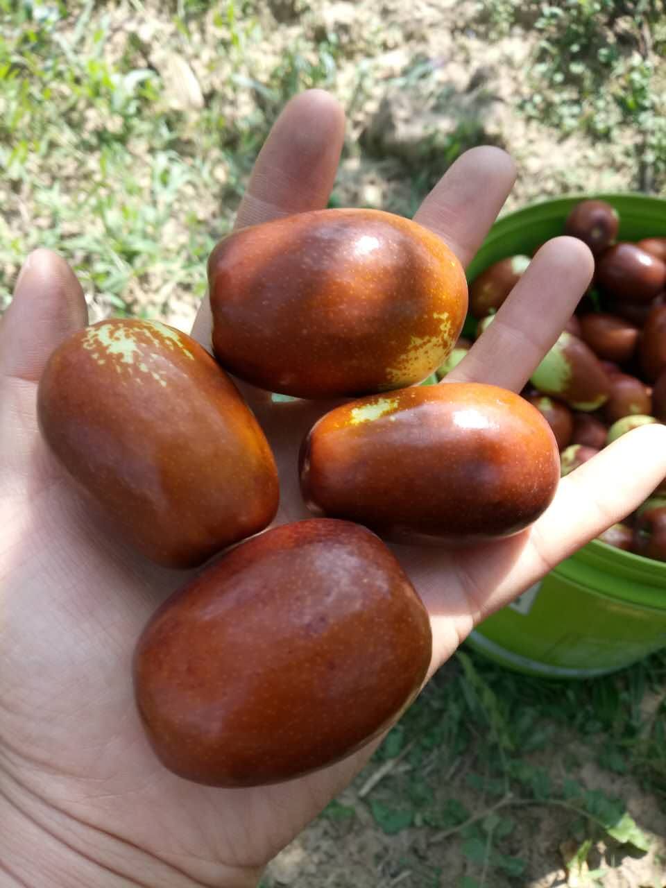 山西太谷壶瓶枣供您欣赏!枣红忙碌的季节