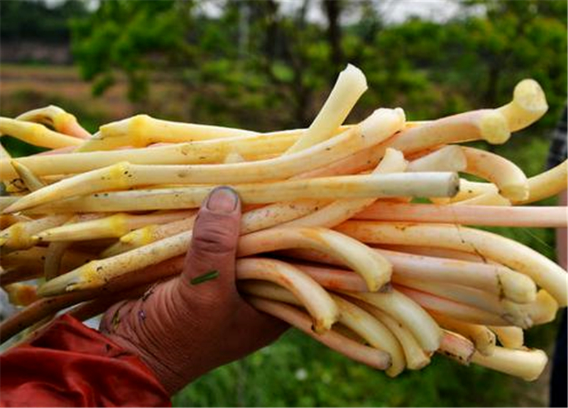这种蔬菜相信很多人都吃过,它叫做藕带又称藕心菜,夏季的雨后是采摘藕