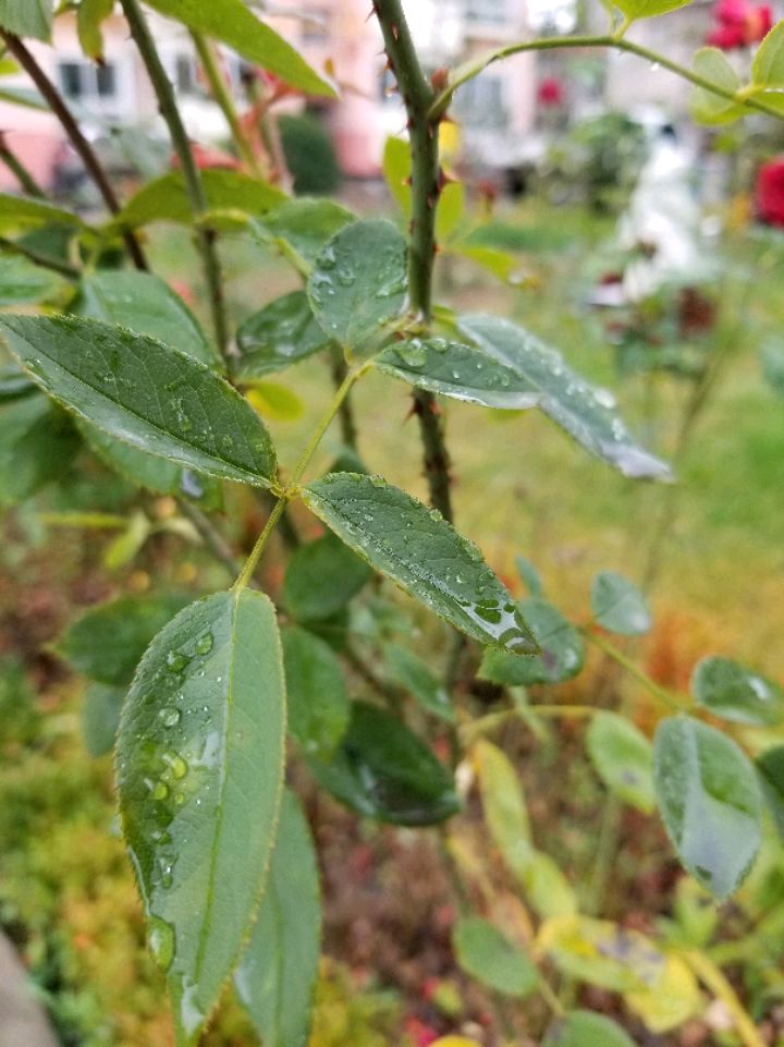 玫瑰和月季花苞的区别(玫瑰和月季花苞的区别是什么)