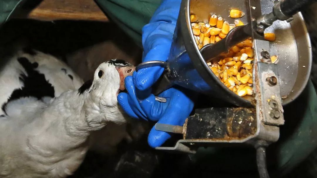 欧洲人最爱的鹅肝,制作方式极其残忍,禁止销售后被法国人反对!