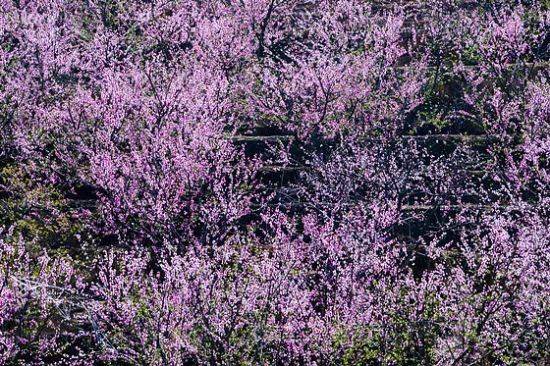 桃花红 柳叶绿 正是人间好春光