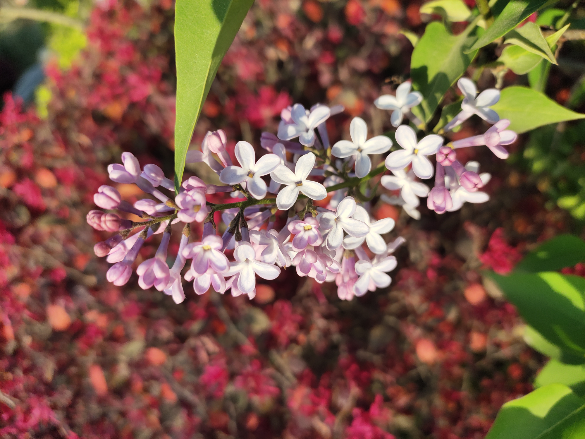 冶父山 百度百科