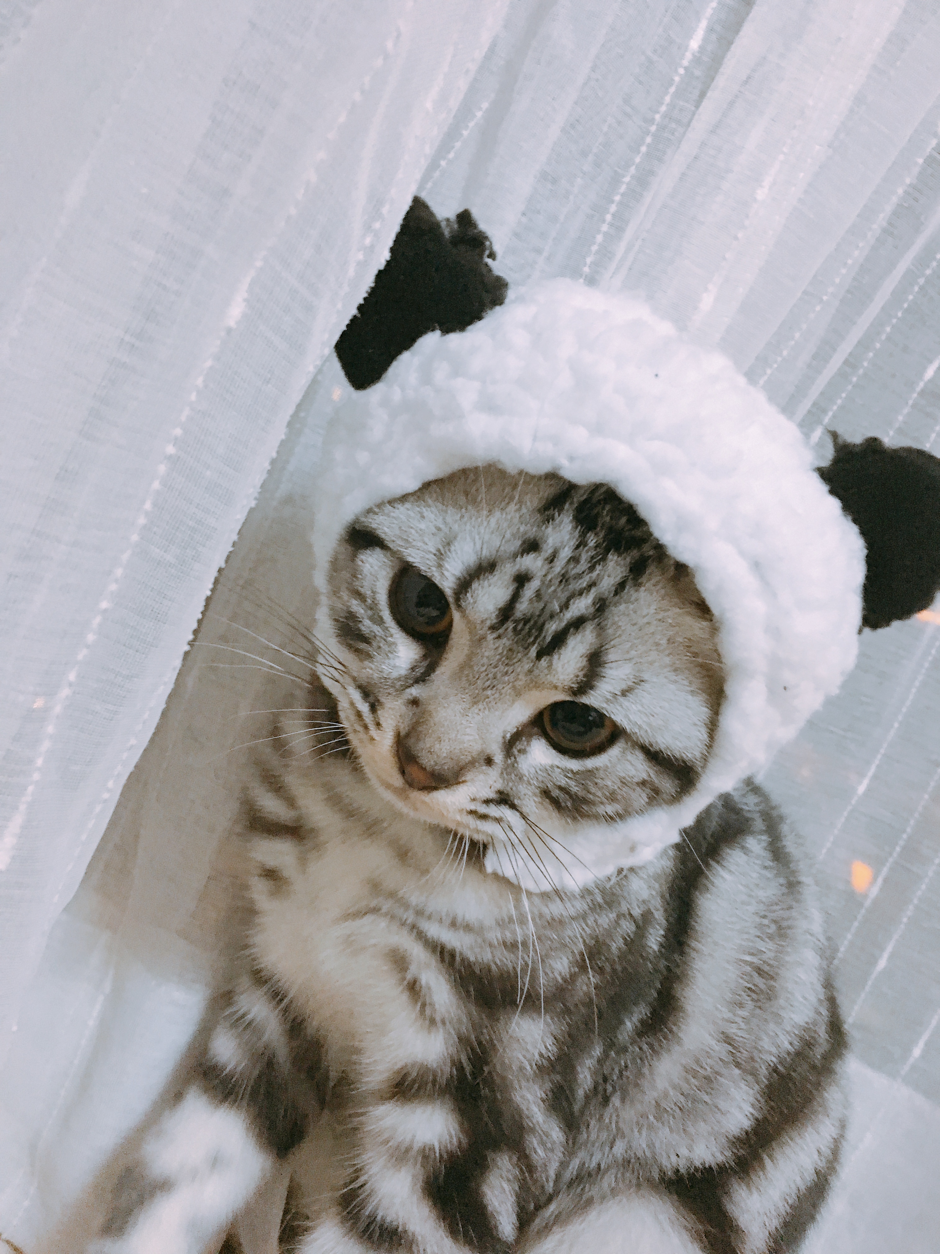 萌化你的心!快来pick一下小可爱芝麻糊