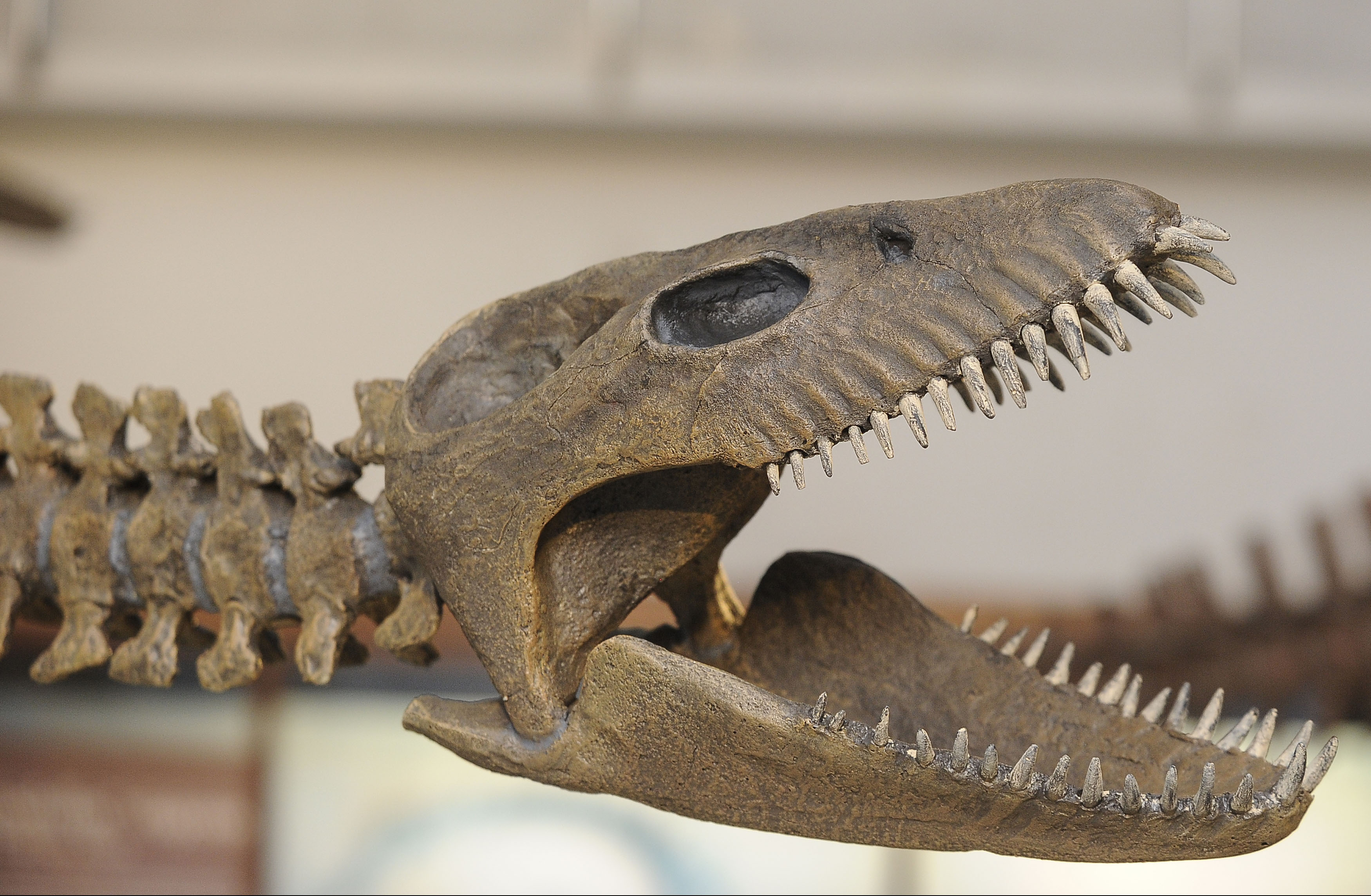 阿根廷修复罕见的蛇颈龙骨架化石(1)