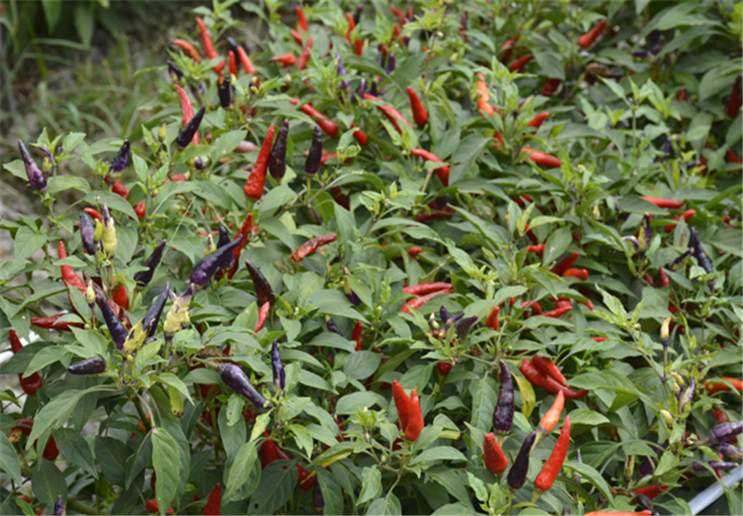 辣椒出现烂果是由什么原因引起的?应该注意哪些问题?