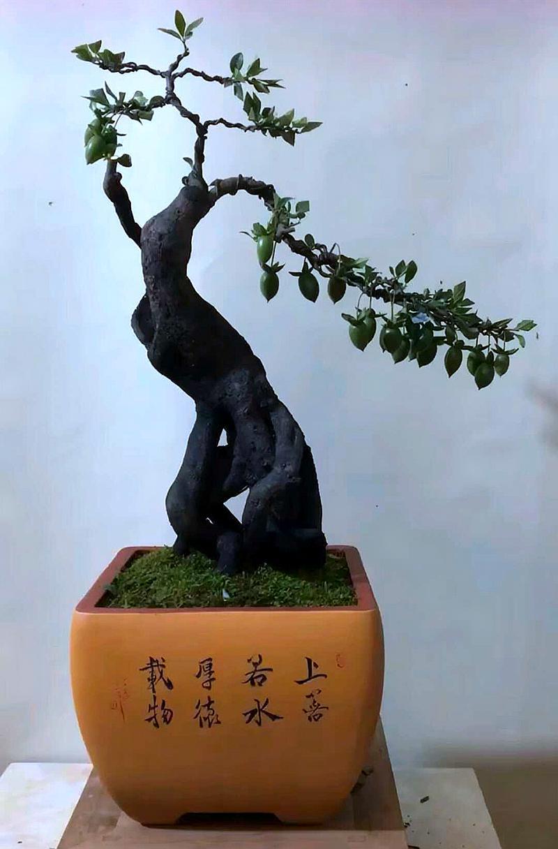 喜欢金弹子的朋友看过来,这里有许多罕见的金弹子盆景可以欣赏哦