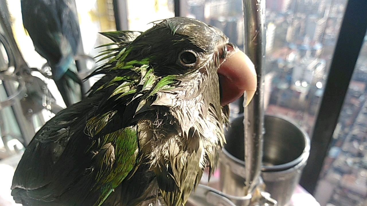 和尚鹦鹉 兰寿金鱼 lps海水鱼 武汉就要胜利了 来宝平淡生活记录