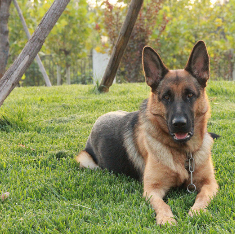 护卫犬的测评,你知道多少呢?