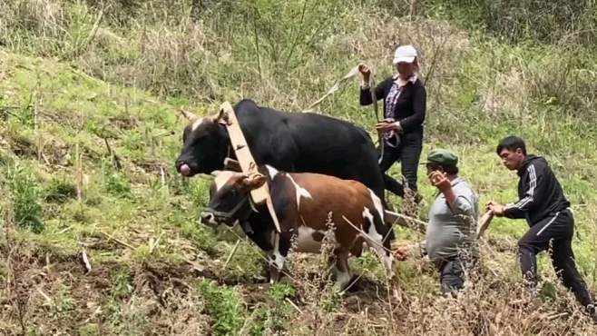 [图]山坡上默默干活的两头牛