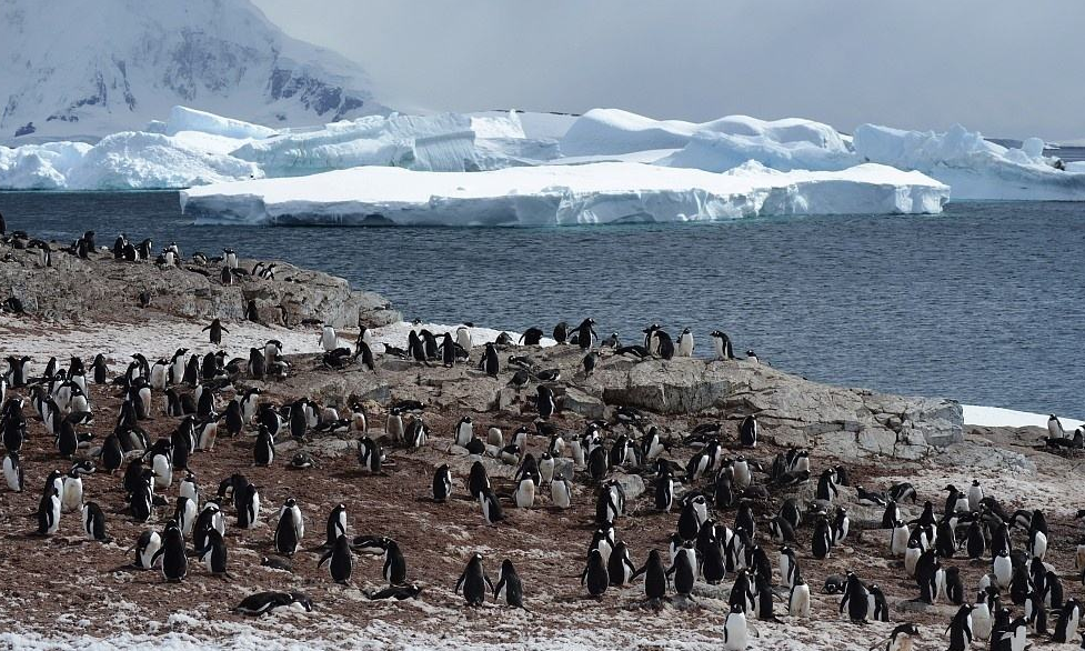 南极企鹅岛之旅:去世界的尽头一探究竟