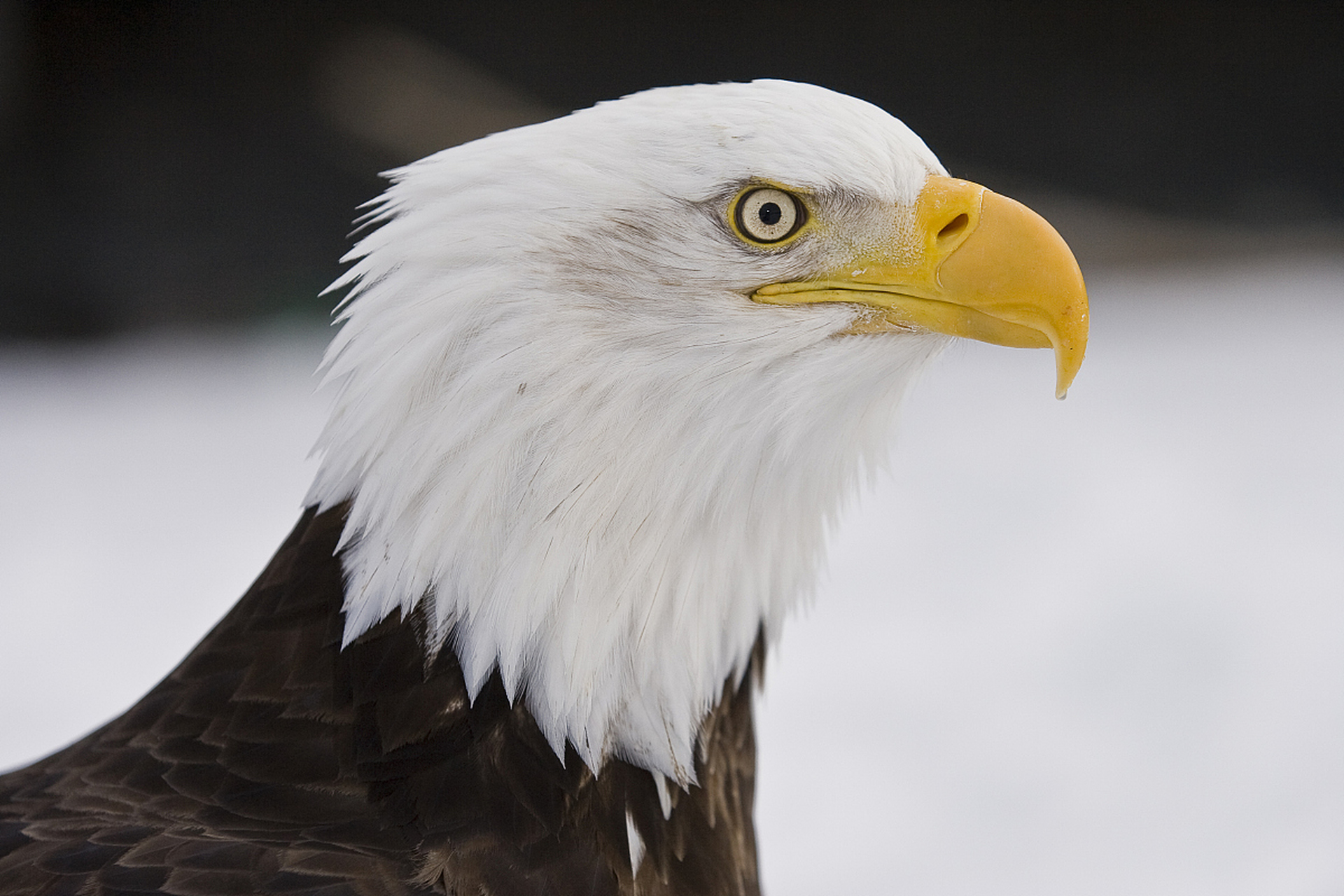 白头海雕,霸气侧漏的猛禽之王,不仅是美国国鸟,更是北美文化的象征.