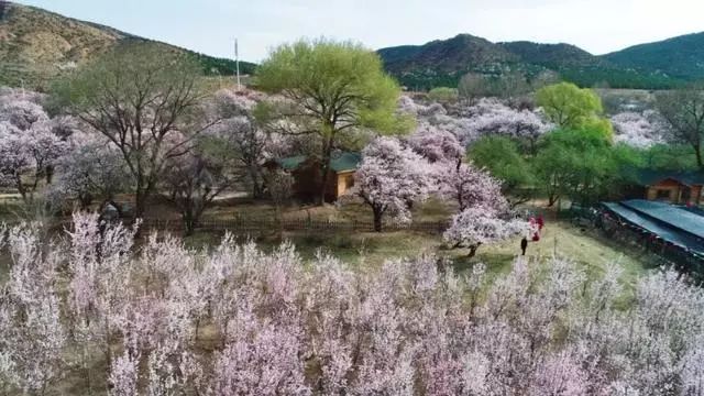 快来看!挡不住的乌素图杏花美