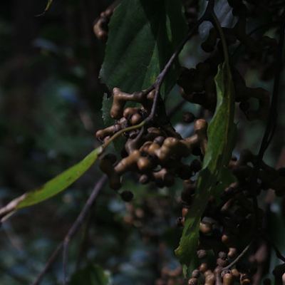 赣州乡下一种美味的野果,童年里永远的记忆!