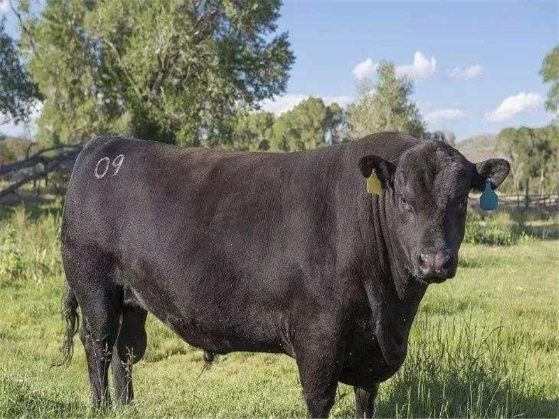 养牛技术新发现,如何掌握秋冬养殖好时段?快来看看