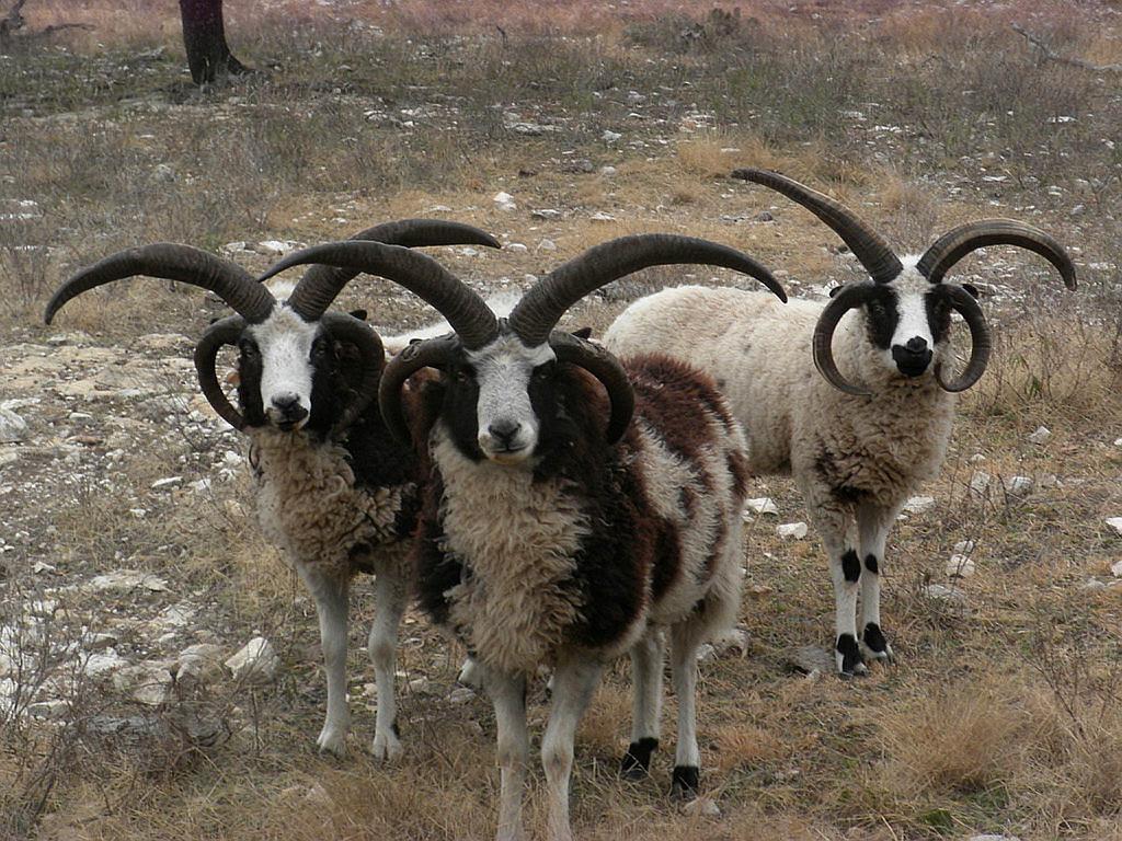 四角山羊 - 2020年最新商品信息聚合专区 - 百度爱采购