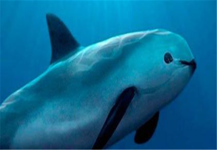 濒临灭绝的物种11:小头鼠海豚