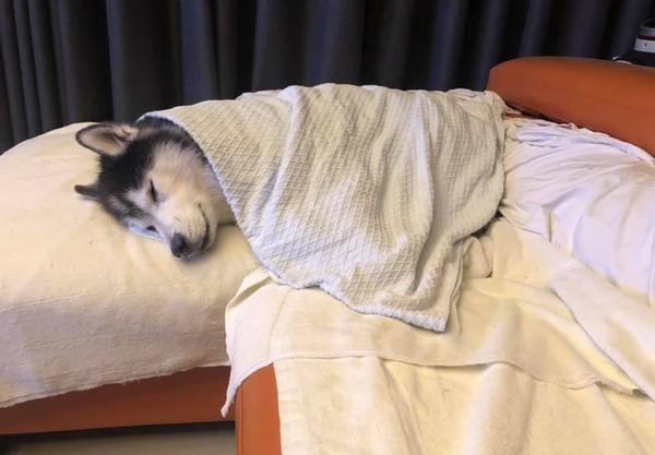 哈士奇翻来覆去睡不着,主人帮它盖上被子,它立刻睡着