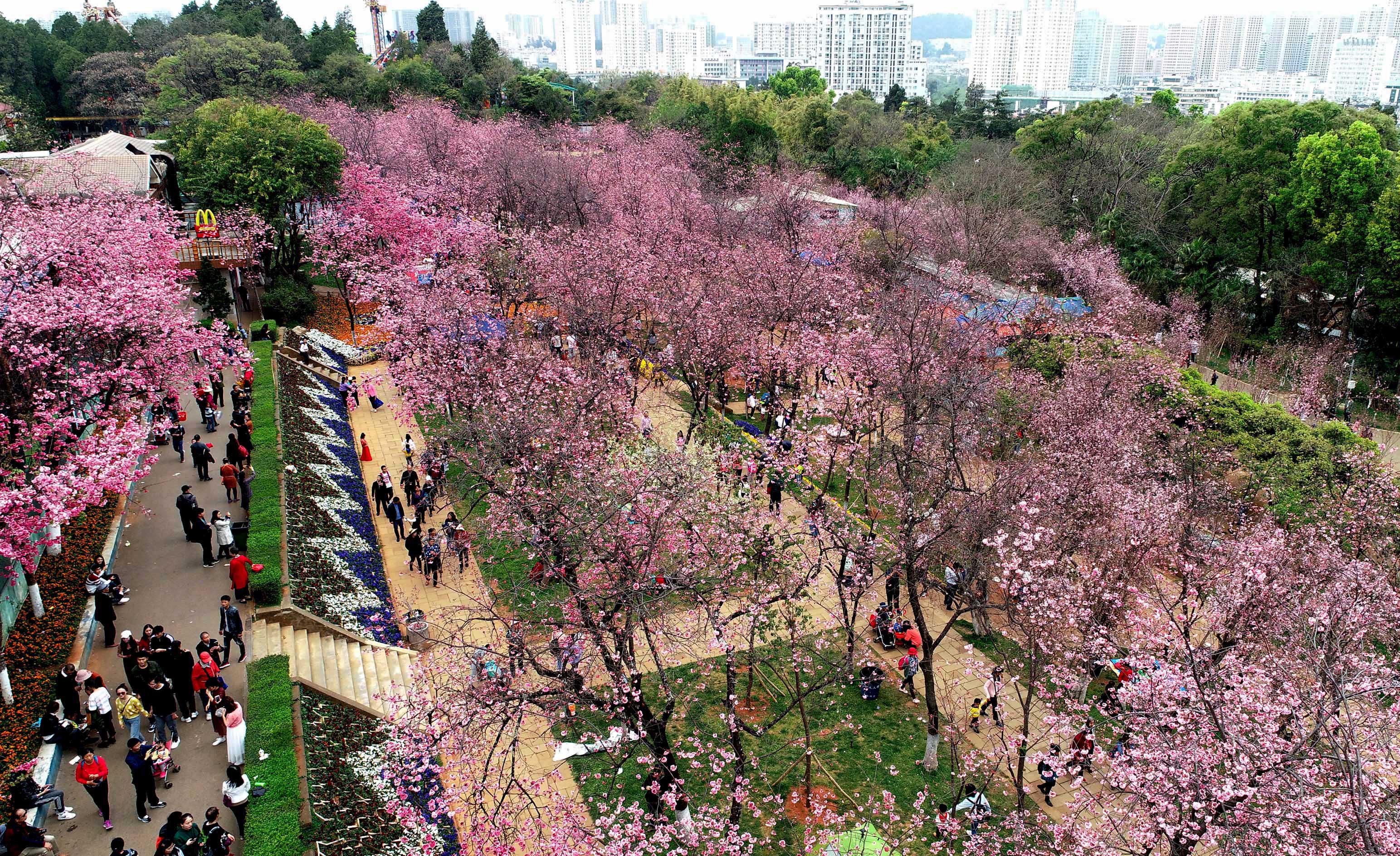 近日,云南省昆明市迎来樱花盛开的时节