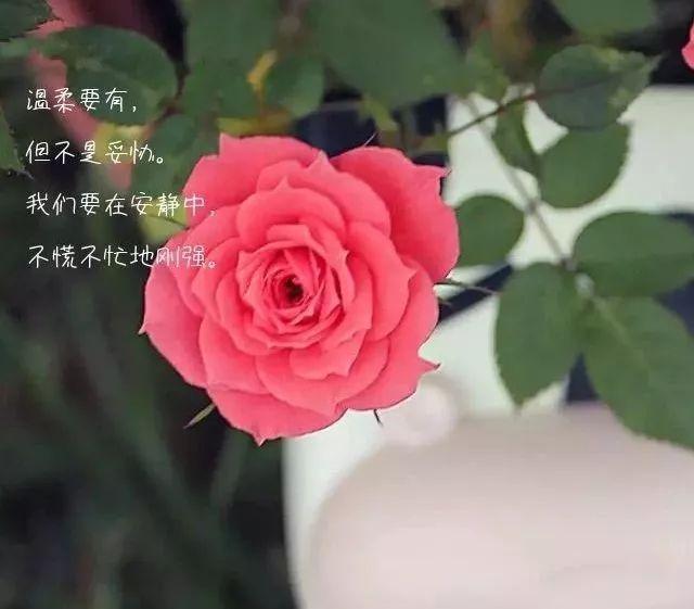 2020新年好,的冬季早安说说,早安问候图片带字温馨