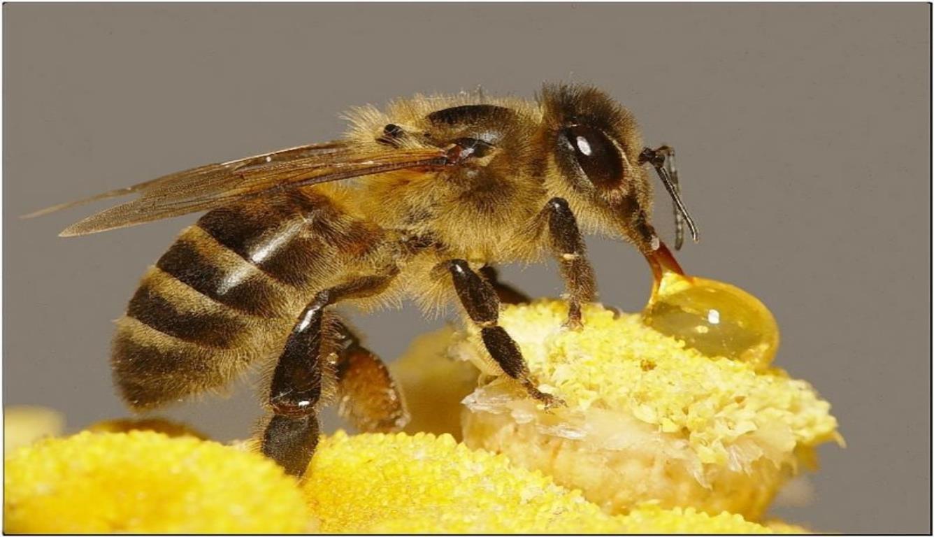 养殖中华蜜蜂的注意事项,蜂王要每年都换,能够提高蜂蜜产量!