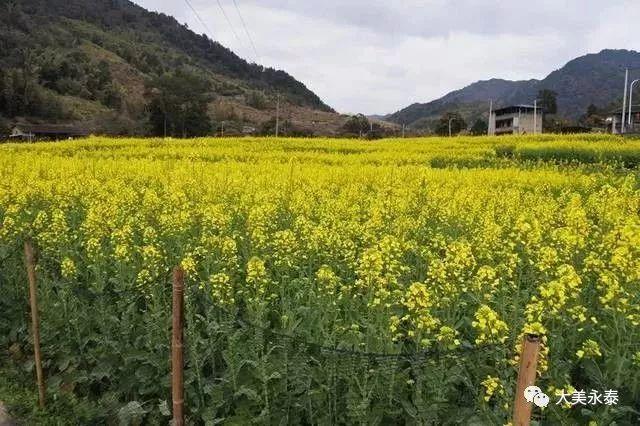 永泰梧桐油菜花图片