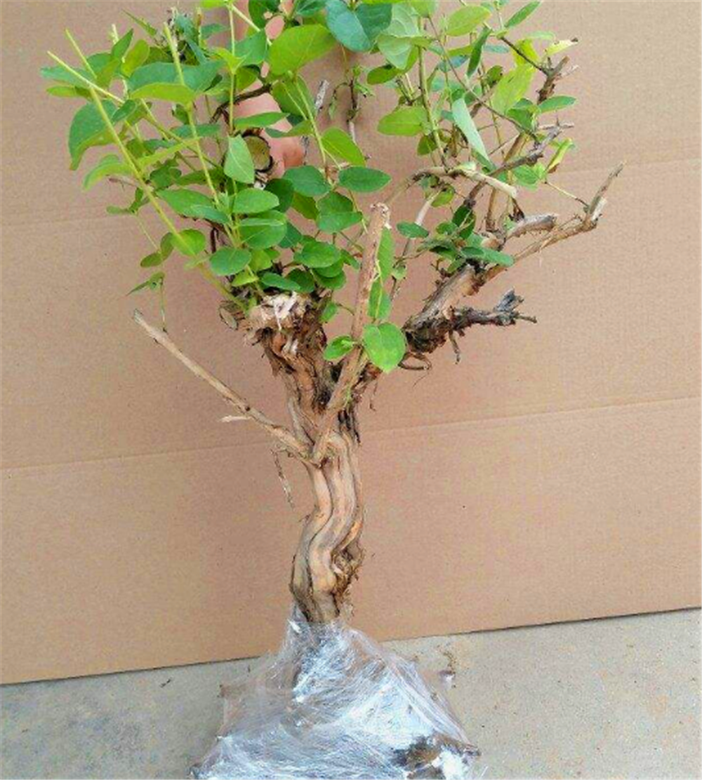 家养金银花,不用"歪七扭八"盘扎,修修剪剪浇浇水,轻松成老桩