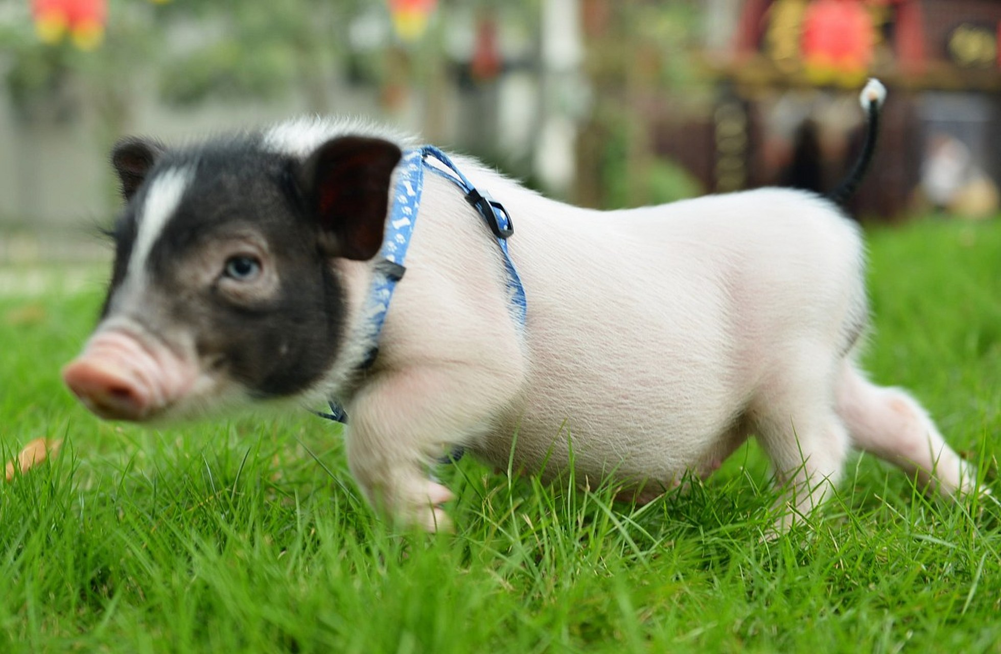 小香猪非常聪明,可以训练掌握简单指令,还非常干净,会选择特定区域