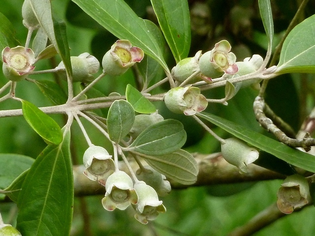 百度爱采购首页 商品专题_梨桃金娘在我国分布的范围还是比较广泛的.