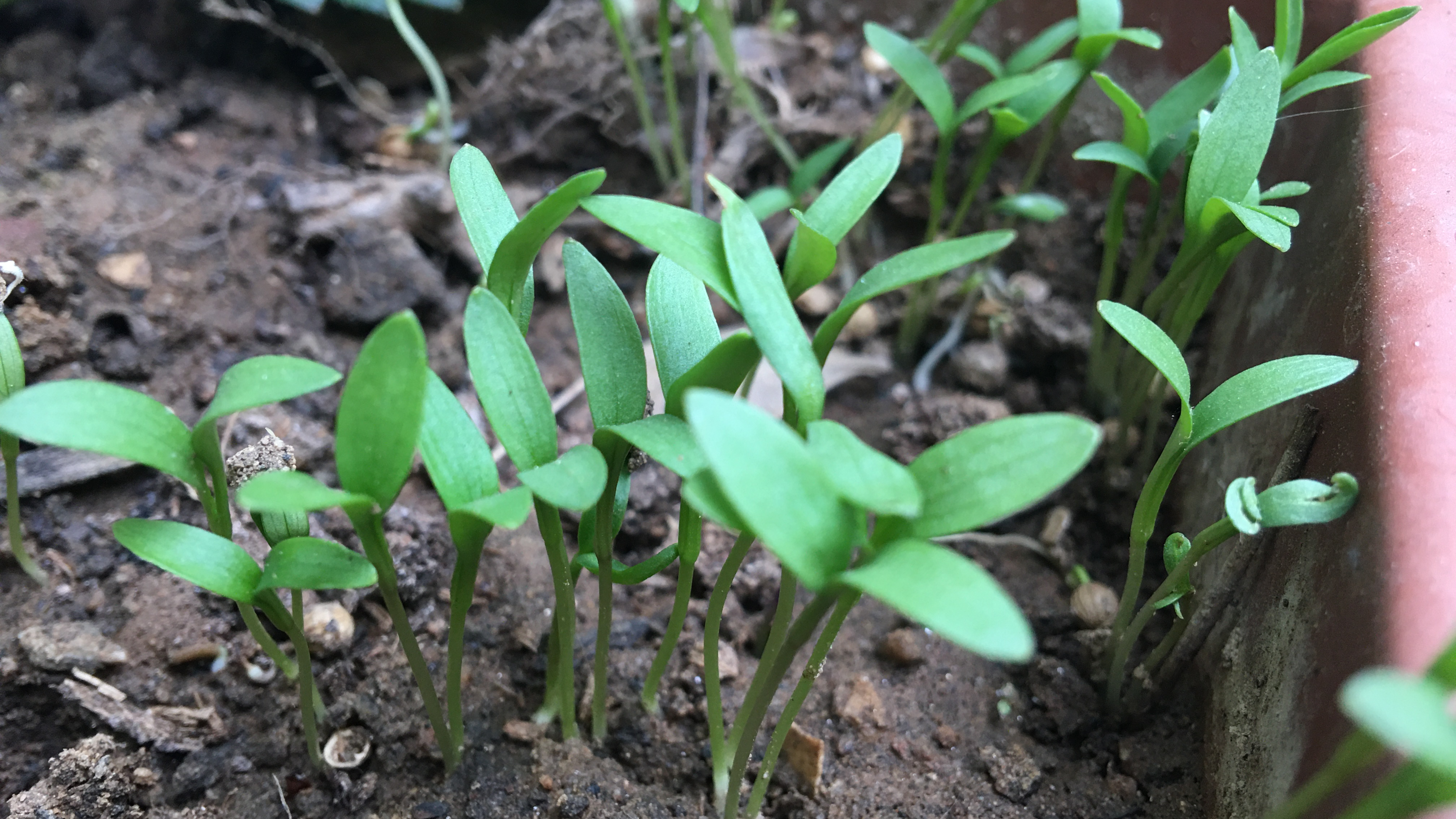 香菜种子发芽慢?多做一步,发芽更快,长势更好