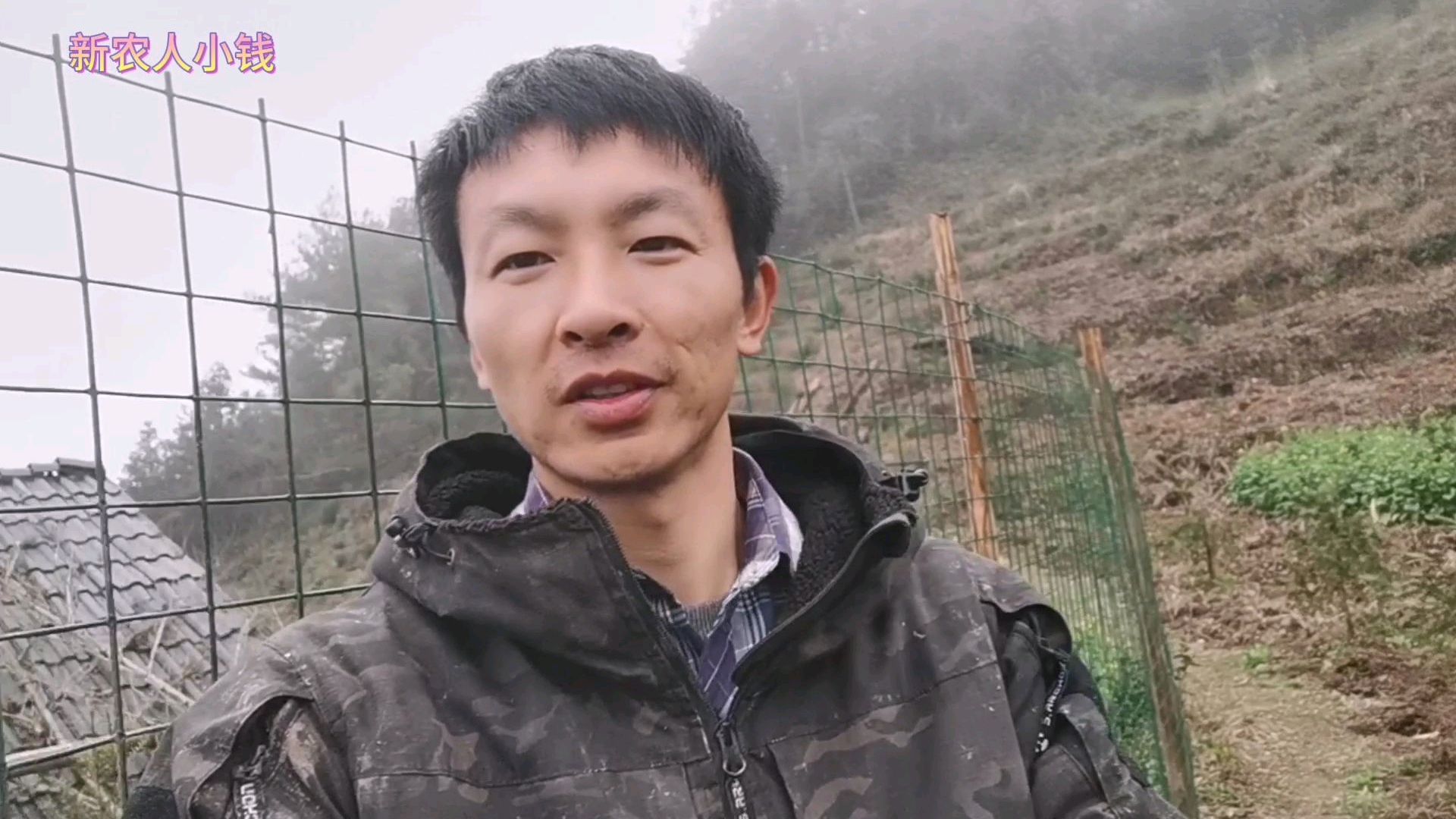 鸡粪对果树有好处,但是放的方法不对,对果树危害也很大!