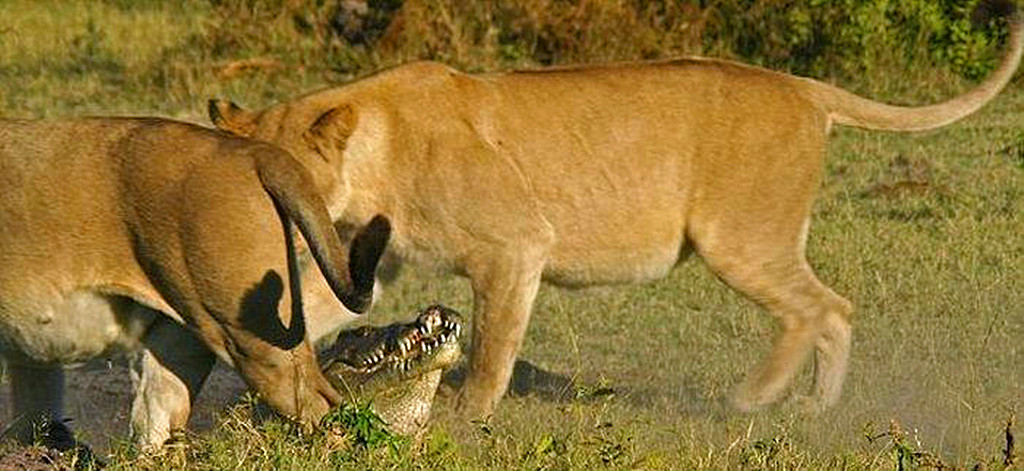鳄鱼本想伏击幼狮,反遭母狮群殴,小狮子吃上了鳄鱼肉