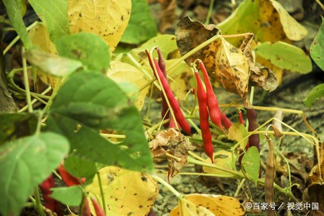 在家想靠种植赚钱?试试红豆的新栽培技巧