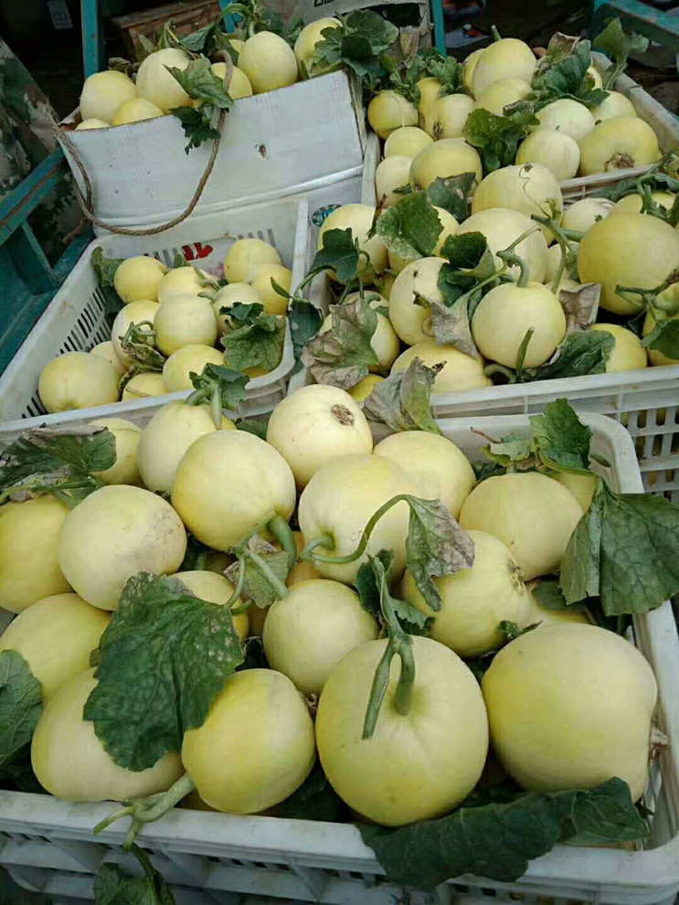 甜瓜- 热门商品专区