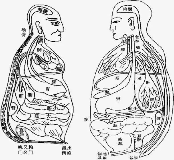 中医没有西医一样的解剖学