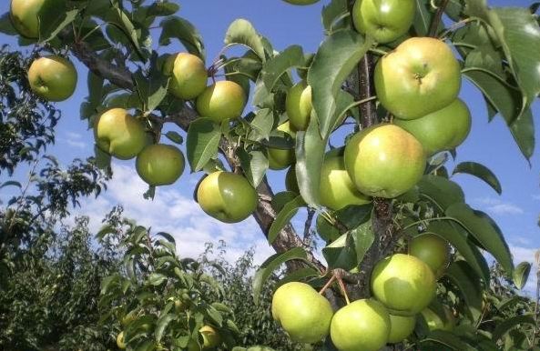 梨梨梨梨大梨子 - 2020年最新商品信息聚合专区 - 百度爱采购