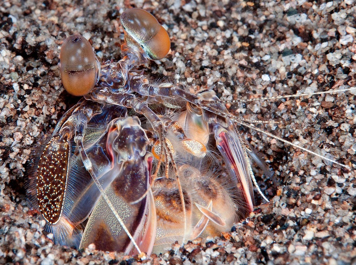斑琴虾蛄你真的了解吗?斑琴虾蛄知识科普