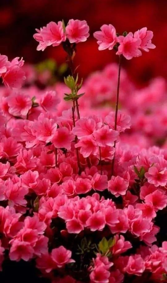 百年难得一遇的花美人,美到窒息,邀您共赏!