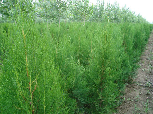 侧柏育苗 - 2020年最新商品信息聚合专区 - 百度爱采购