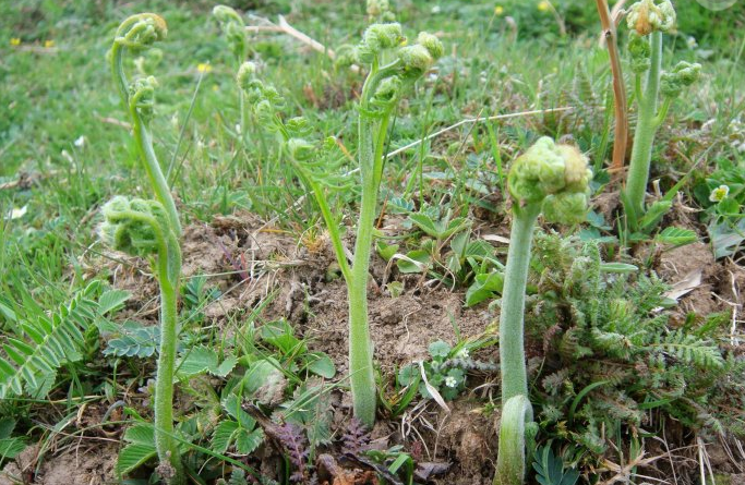 蕨菜的栽培技术及介绍,喜欢可以收藏哦