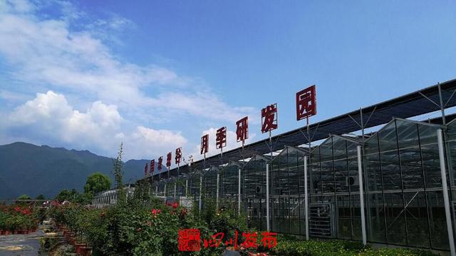 月季花的种植和价钱有关系吗